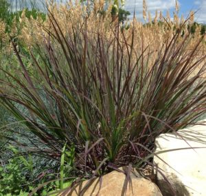 Andropogon Blackhawks - Intrinsic Perennial Gardens