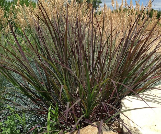 Andropogon Blackhawks - Intrinsic Perennial Gardens