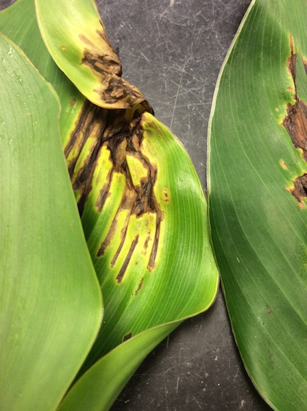 2019 Update: Bacterial Leaf Spots and Blight - Greenhouse Product News