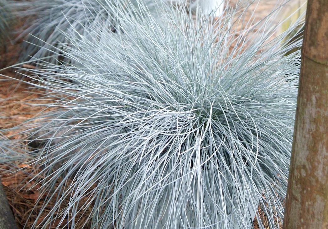 On Trend Ornamental Grasses Greenhouse Product News,Eastlake Furniture Price Guide