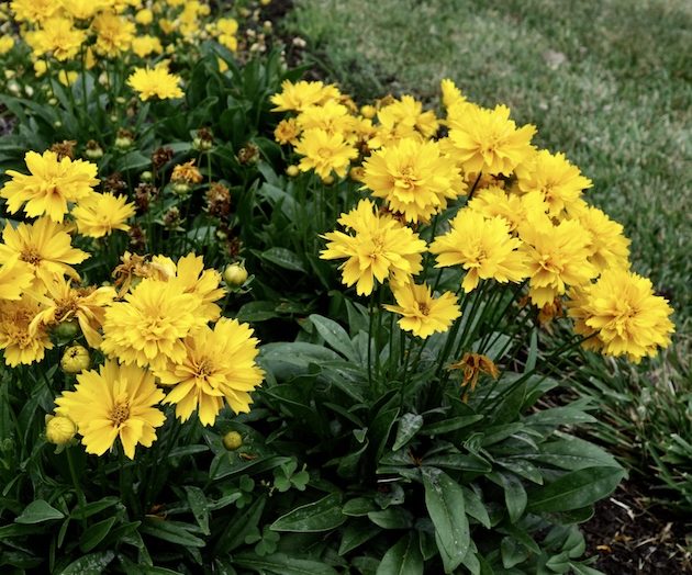 Кореопсис grandiflora