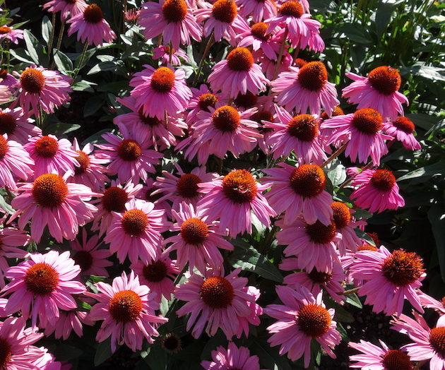 Echinacea Mooodz Courage - HilverdaKooij