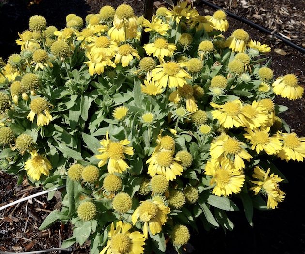Gaillardia Lunar Honeymoon - Green Fuse Botanicals