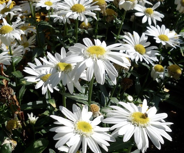 Leucanthemum Sweet Daisy Birdy - Dümmen Orange