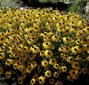 Rudbeckia American Gold Rush - Intrinsic Perennial Gardens