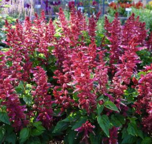 Salvia Grandstand Red-Pink Lipstick - Green Fuse Botanicals