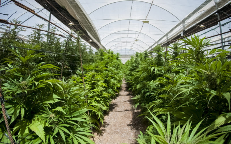 Setting Up a Cannabis Grow