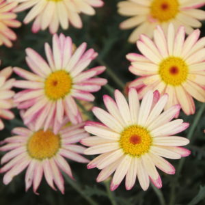 Argyranthemum LaRita - Selecta