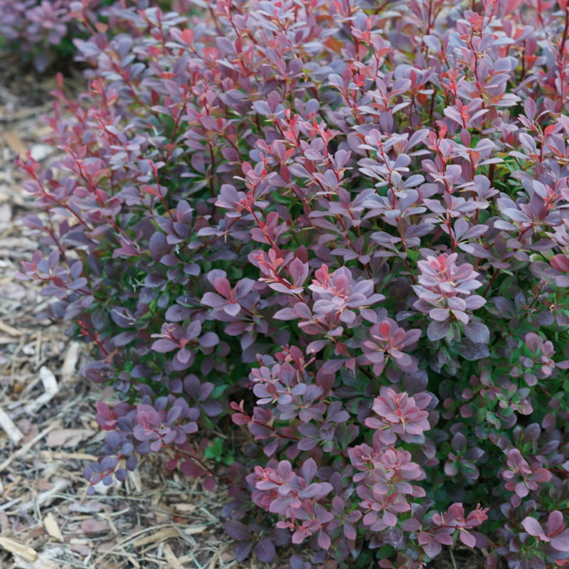 Barberry Sunjoy Todo - Spring Meadow