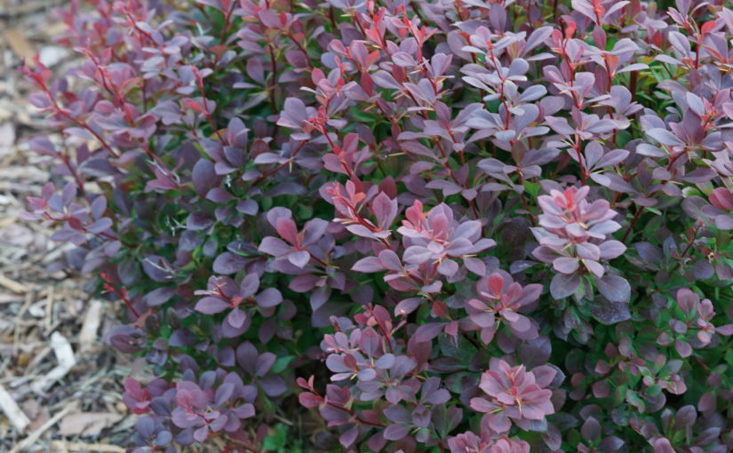 Barberry Sunjoy Todo - Spring Meadow