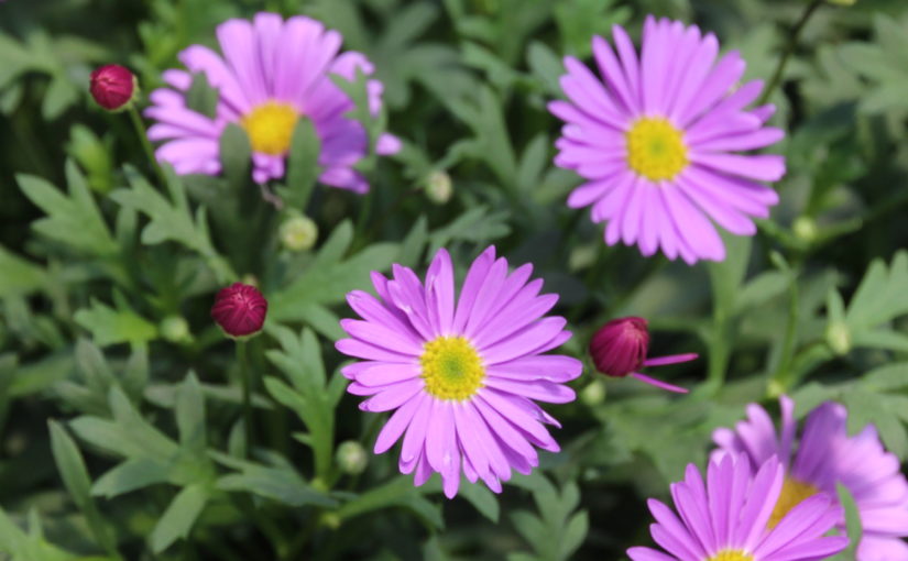 Brachycome Fresco Purple - Danziger