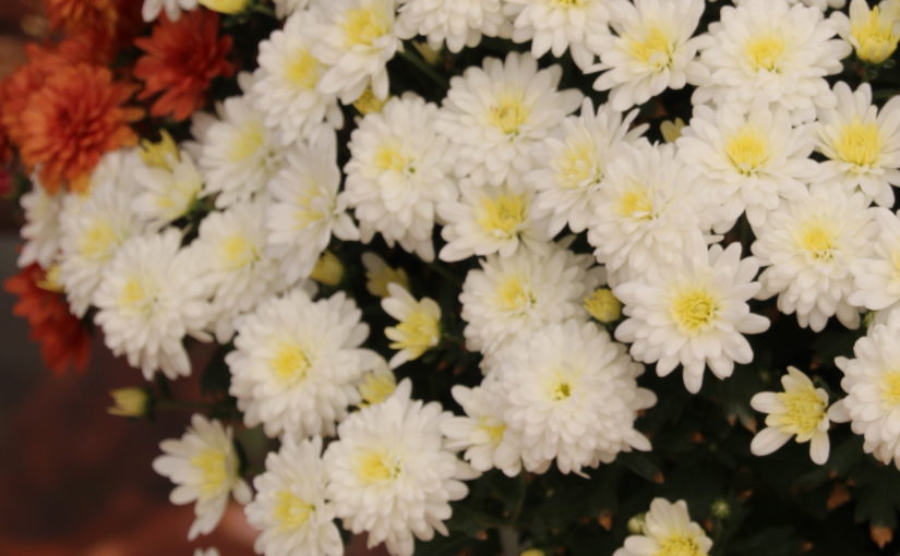 Morgana mum - Royal van Zanten