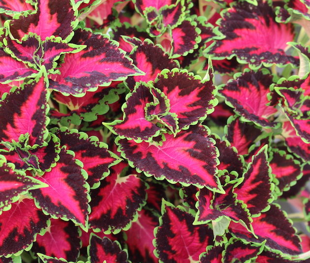 Coleus 'Heartbreaker' - Greenhouse Product News