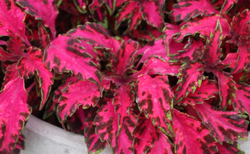 Coleus PartyTime - Sakata