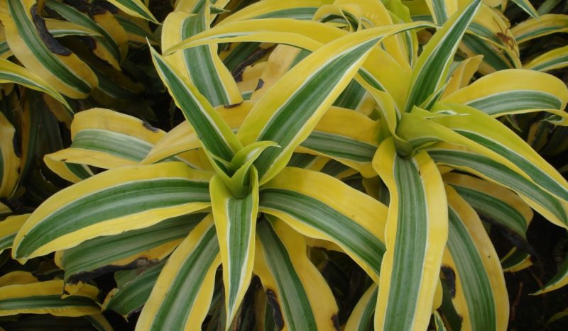 Tropical plant dracaena