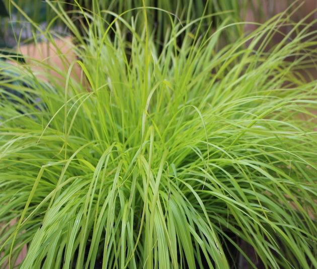 Pennisetum 'Lumen Gold' - Greenhouse Product News