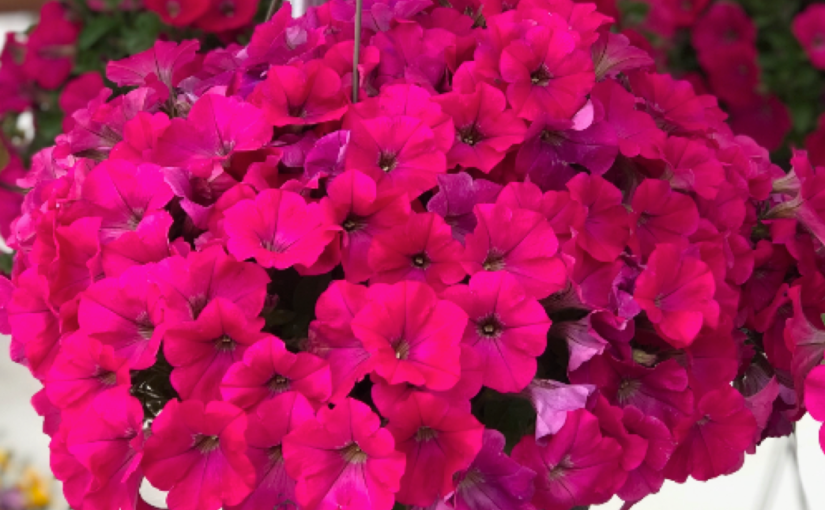 Petunia Capella - Danziger