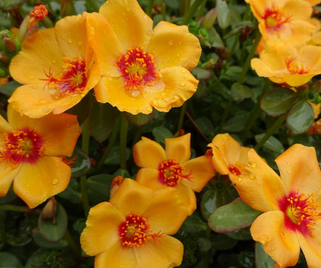 Portulaca ‘Pazazz Apricot’ - Greenhouse Product News