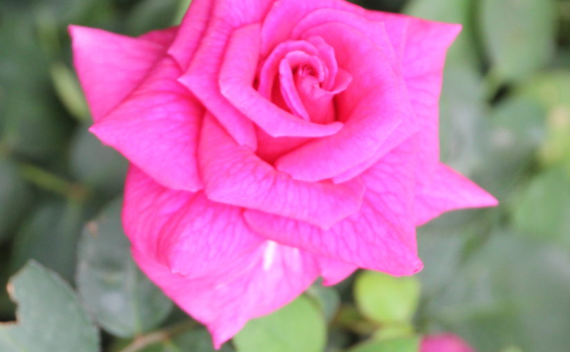 Rose Brindabella - Suntory