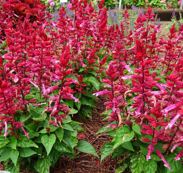 Salvia Grandstand Red Pink Lipstick - Green Fuse
