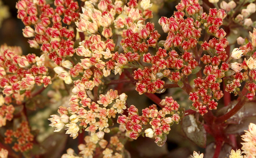 Sedum Peach Pearls - Terra Nova Nurseries