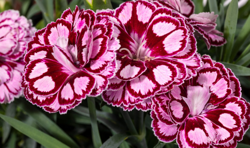 Dianthus Constant Beauty Crush - Green Fuse