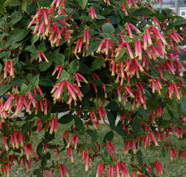 Cuphea Honeybells - Ball FloraPlant