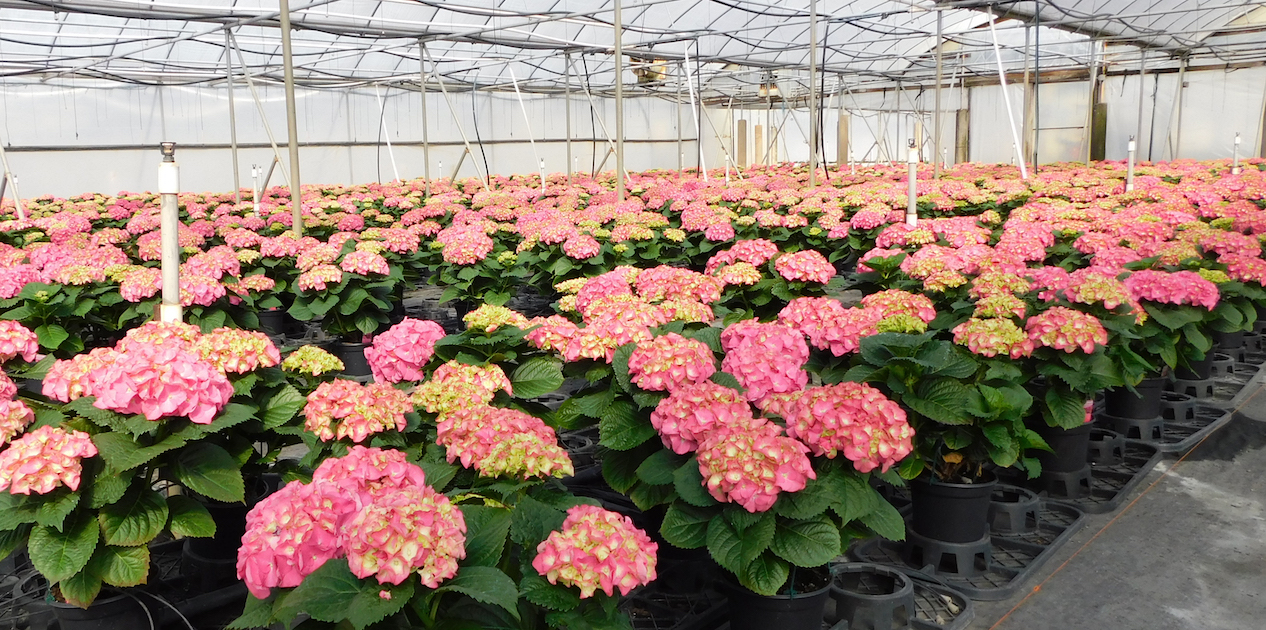 Plant Health — No Excuse for Unhealthy Plants Greenhouse