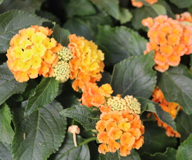 Lantana Bloomify - Ball