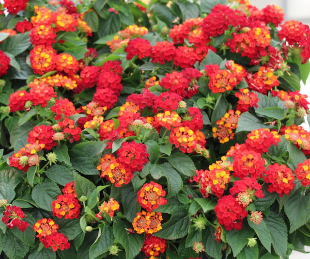 Lantana Hot Blooded Red Greenhouse Product News