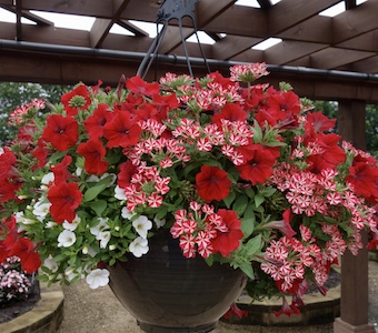 Kwik Kombos Syngenta Flowers - Metrolina Greenhouses