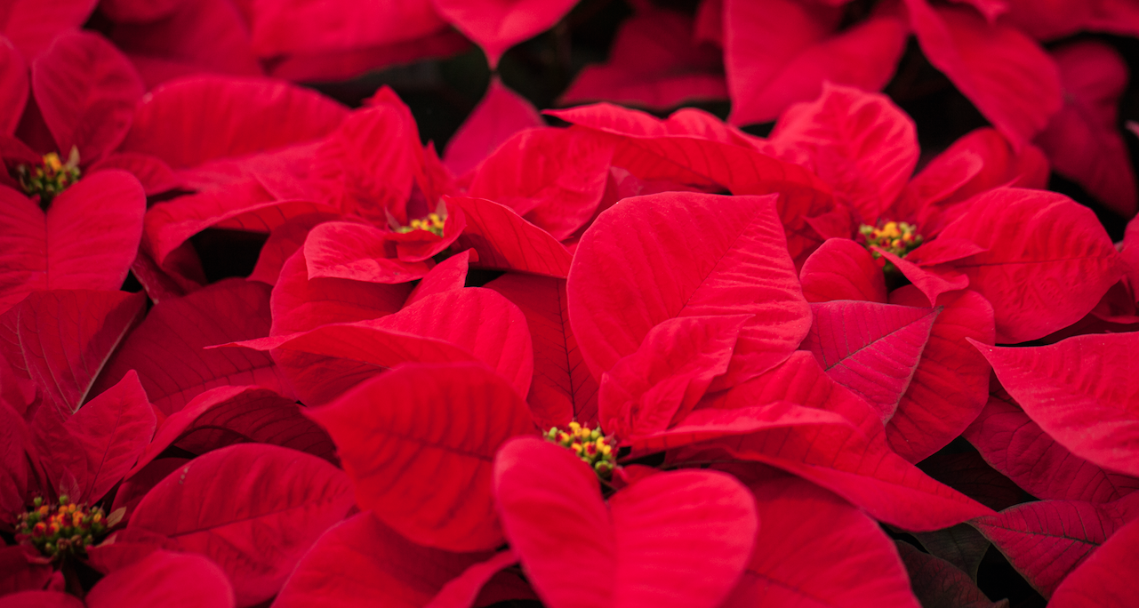 Heat Delay In Poinsettias Greenhouse Product News
