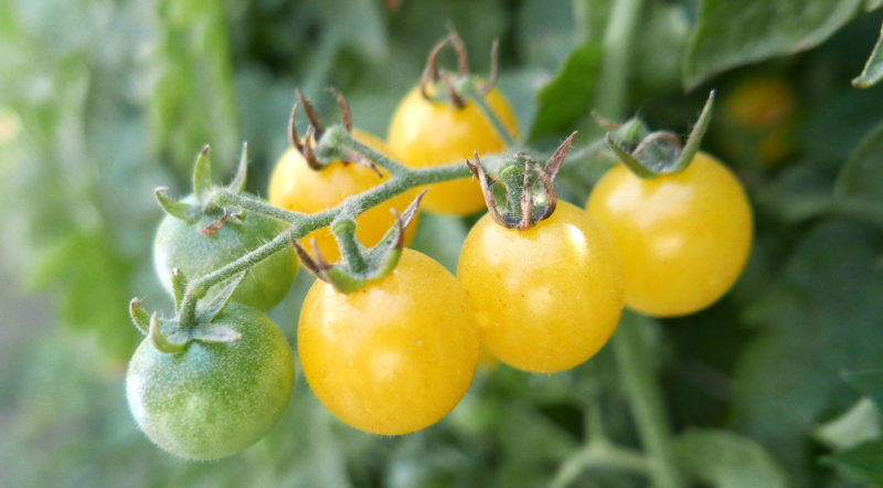 Tomato Firefly