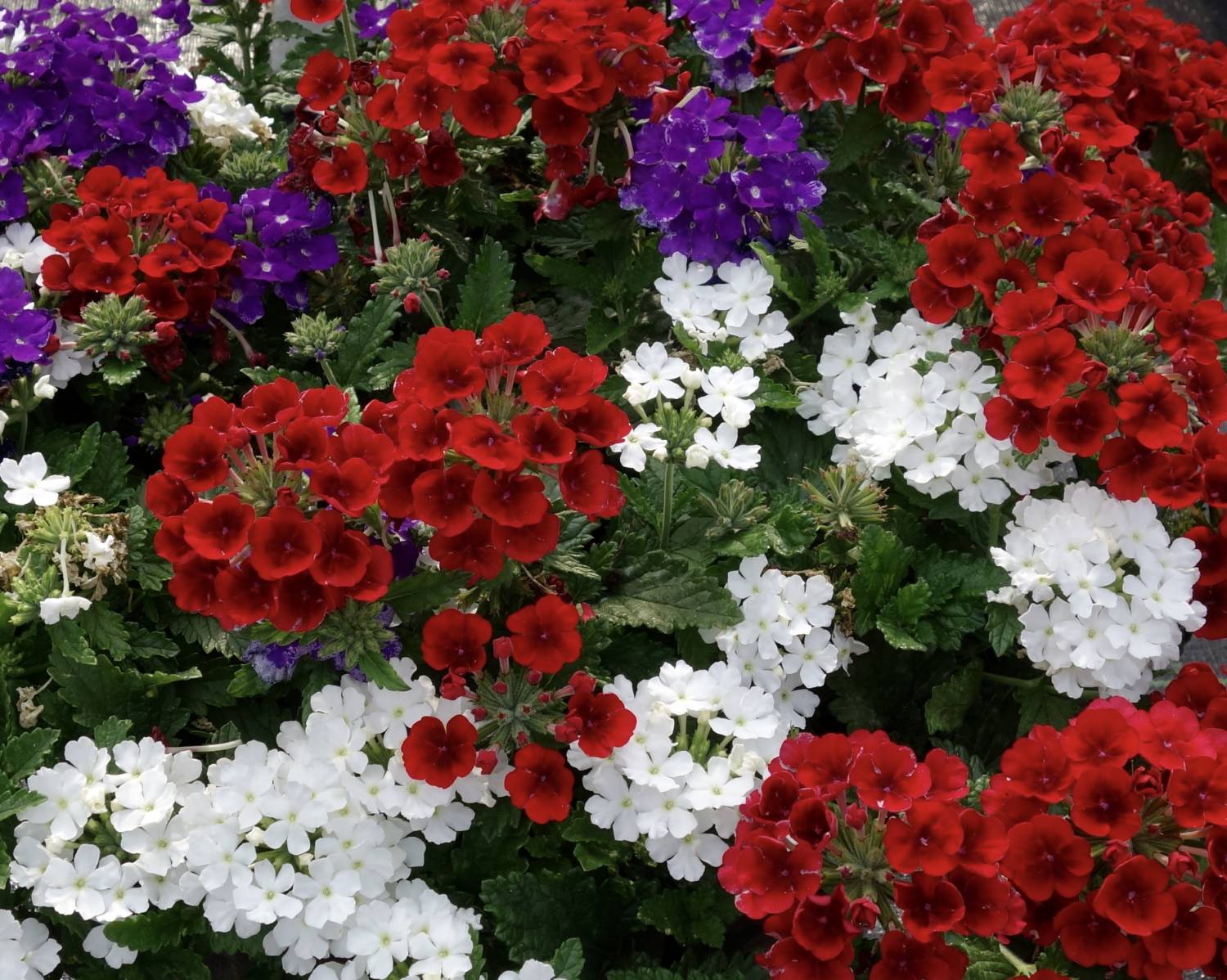 Colorful Combination Baskets - Greenhouse Product News