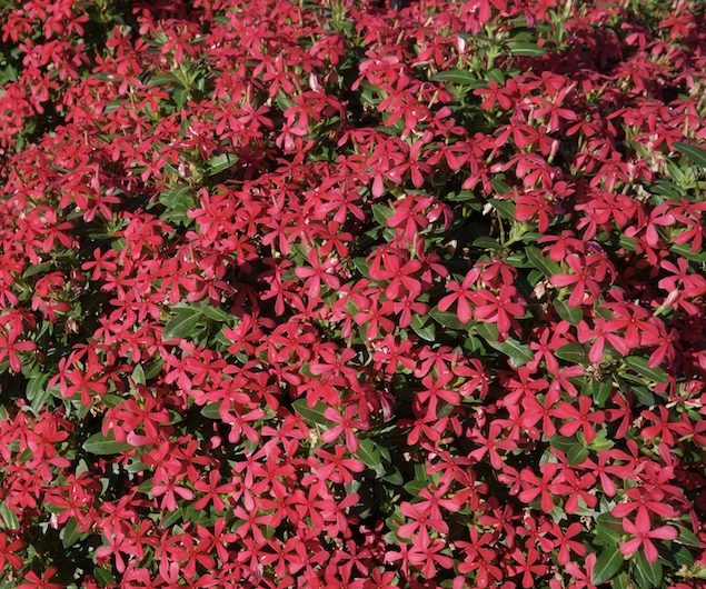 Catharanthus Soiree Kawaii - Suntory