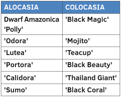 Colocasia and alocasia