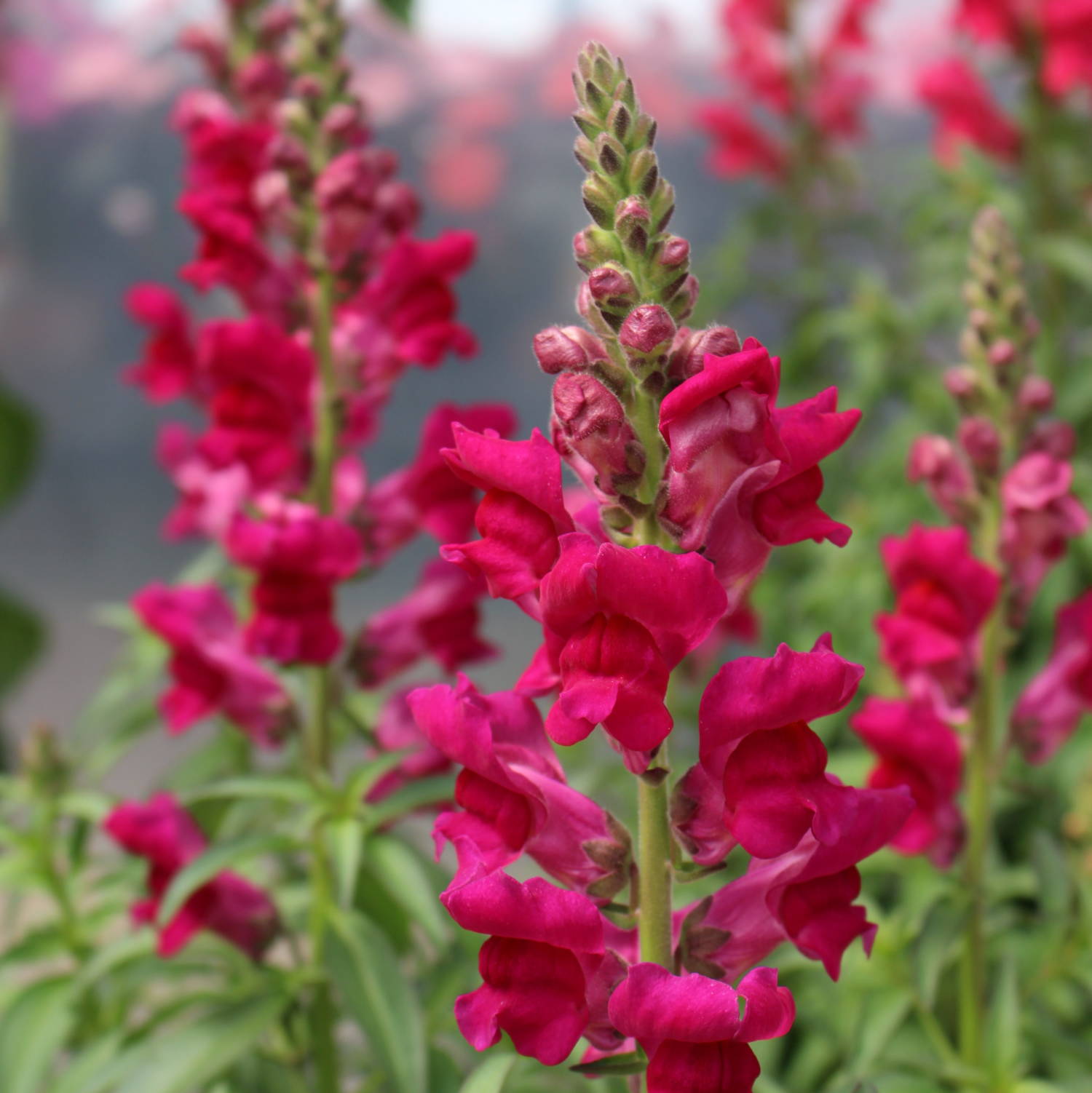 Snapdragon - Greenhouse Product News