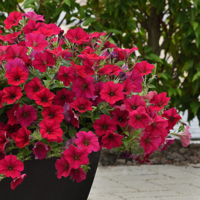 Petunia Wave Carmine Velour PanAmerican Seed - All-America Selections