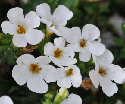 Bacopa Betty White - Colorado State