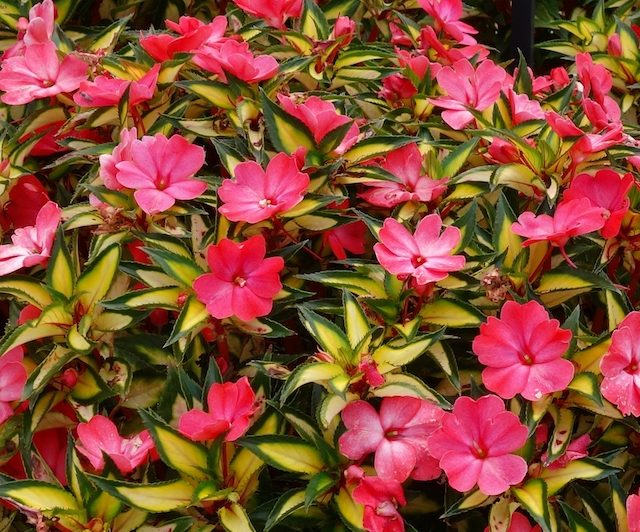 Sunstanding impatiens Dummen Orange