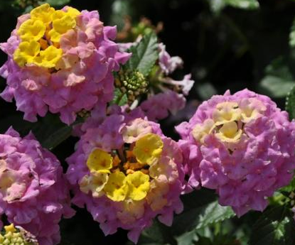 Lantana 'Havana Sunrise' - Greenhouse Product News