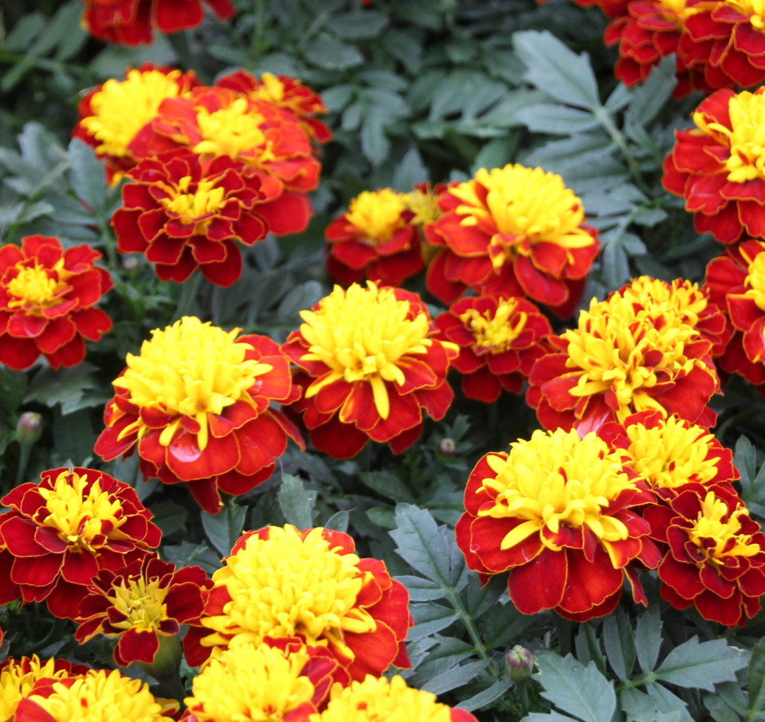 From Tires to Tagetes - Greenhouse Product News