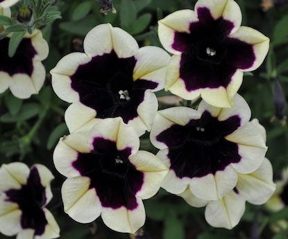 Petunia 'Headliner Dark Saturn' - Greenhouse Product News