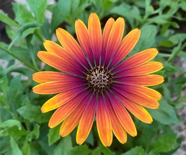 Osteospermum ‘Zion Purple Sun’ - Greenhouse Product News