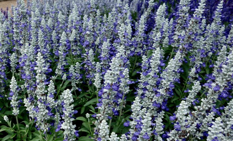 Salvia Cathedral Blue Bicolor - Green Fuse
