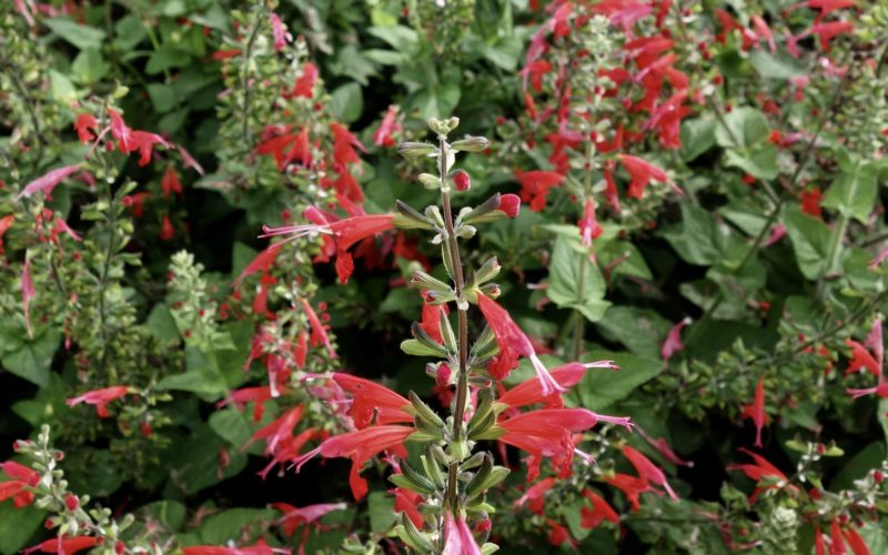 Salvia Summer Jewel Red - Takii
