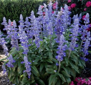 Unplugged So Blue salvia - Proven Winners