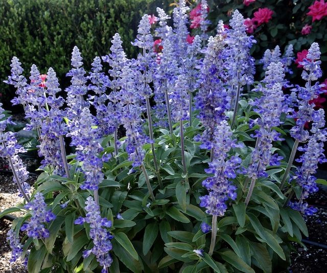 Unplugged So Blue salvia - Proven Winners