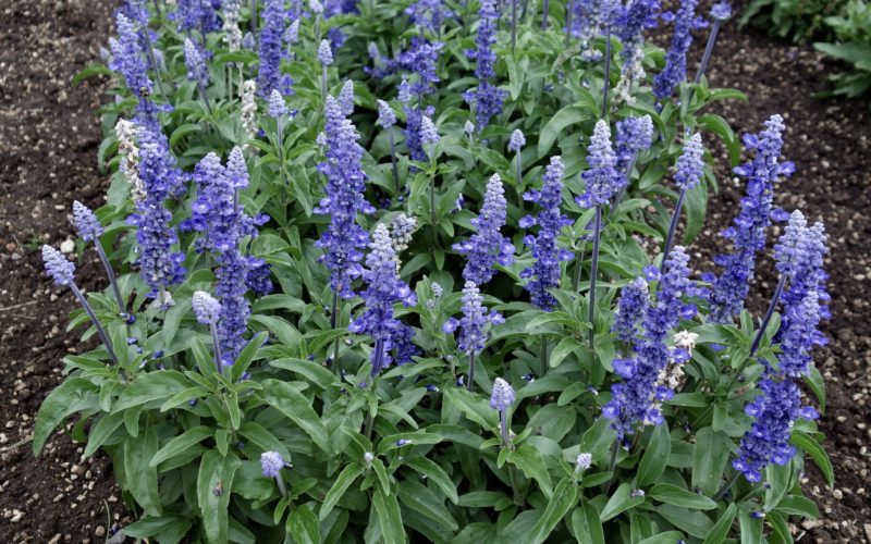 Salvia Unplugged So Blue - Proven Winners