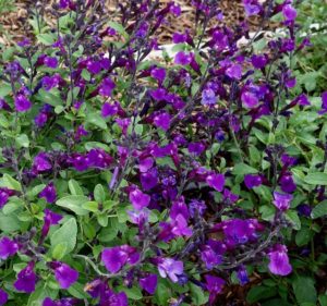 Salvia Vibe Ignition - Plant Haven